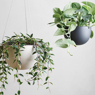 Photo of KINTO PLANT POT 201 174mm ( ) [ KINTO ] [ Plant Pots ]