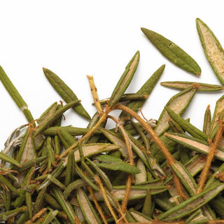 Photo of Camellia Sinensis Labrador Tea ( ) [ Camellia Sinensis ] [ Tea ]