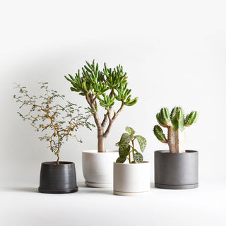 Photo of KINTO PLANT POT 193 110mm ( ) [ KINTO ] [ Plant Pots ]