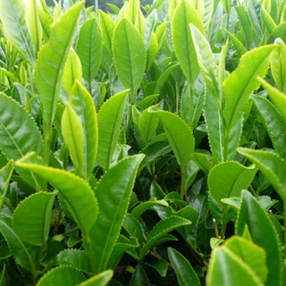 Photo of Camellia Sinensis - Sencha Nagashima Organic (bag of 12 teabags) ( ) [ Camellia Sinensis ] [ Tea ]